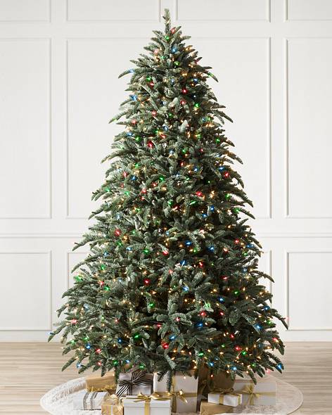 BH Noble Fir Tree- child-1
